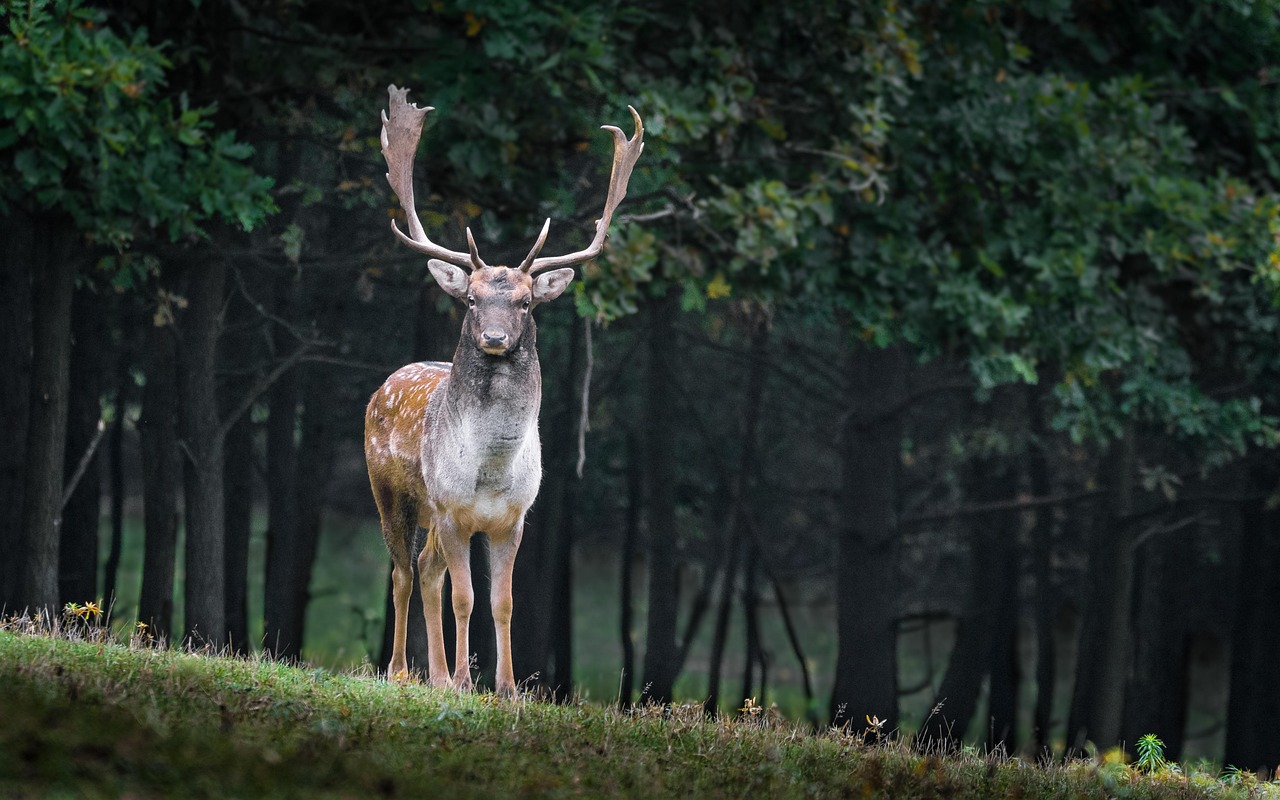 Hirsch im Wald